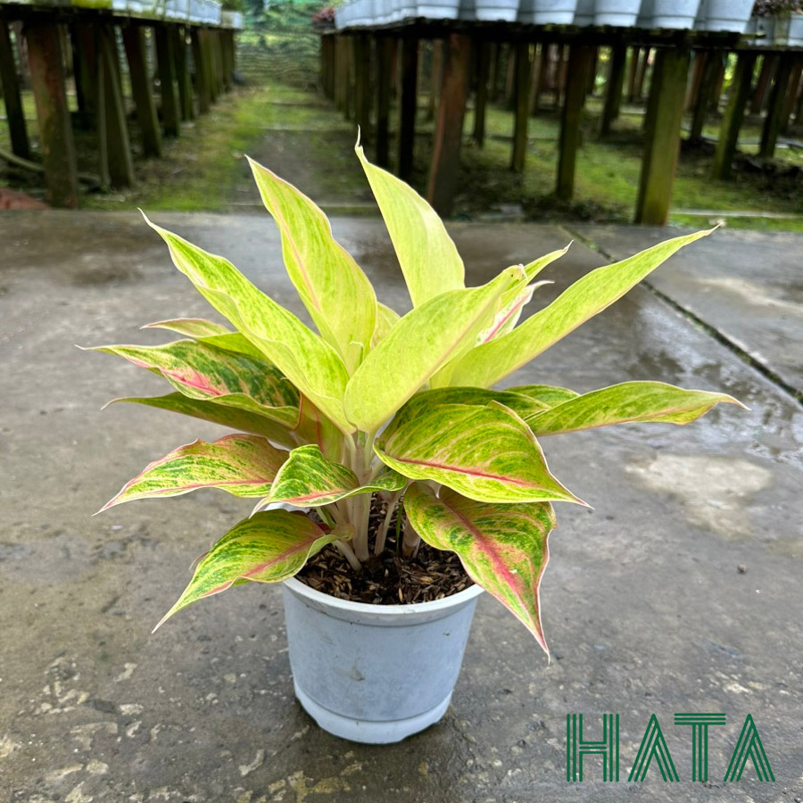 CÂY PHÚ QUÝ VÀNG VÀ ĐỎ giúp mang mại may mắn, màu sắc rực rỡ tạo không gian xanh và thoáng mát. Hatagarden