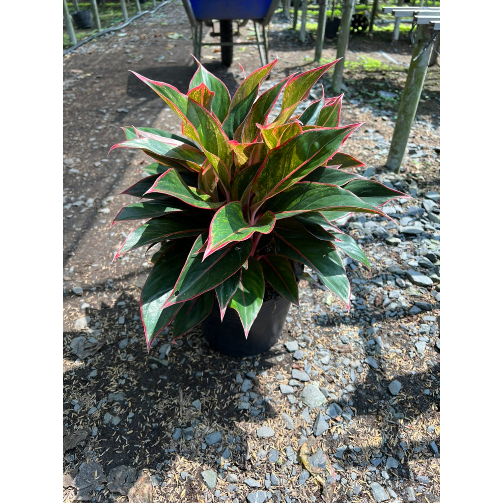 CÂY PHÚ QUÝ VÀNG VÀ ĐỎ giúp mang mại may mắn, màu sắc rực rỡ tạo không gian xanh và thoáng mát. Hatagarden