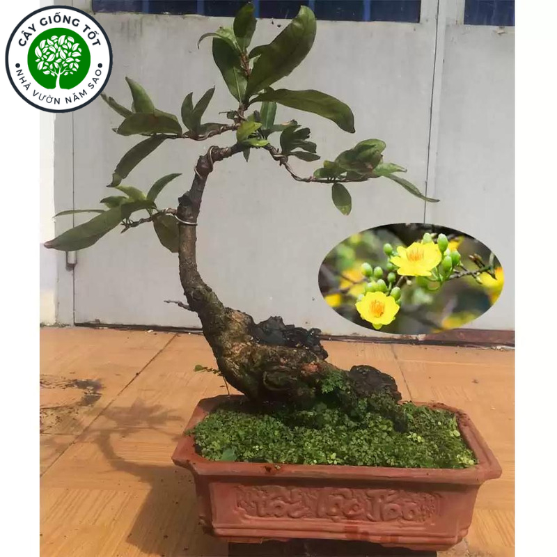 Cây Mai Vàng giống cây cao khoảng 20 -40cm, hoa trưng tết, để bàn, trang trí bàn làm việc