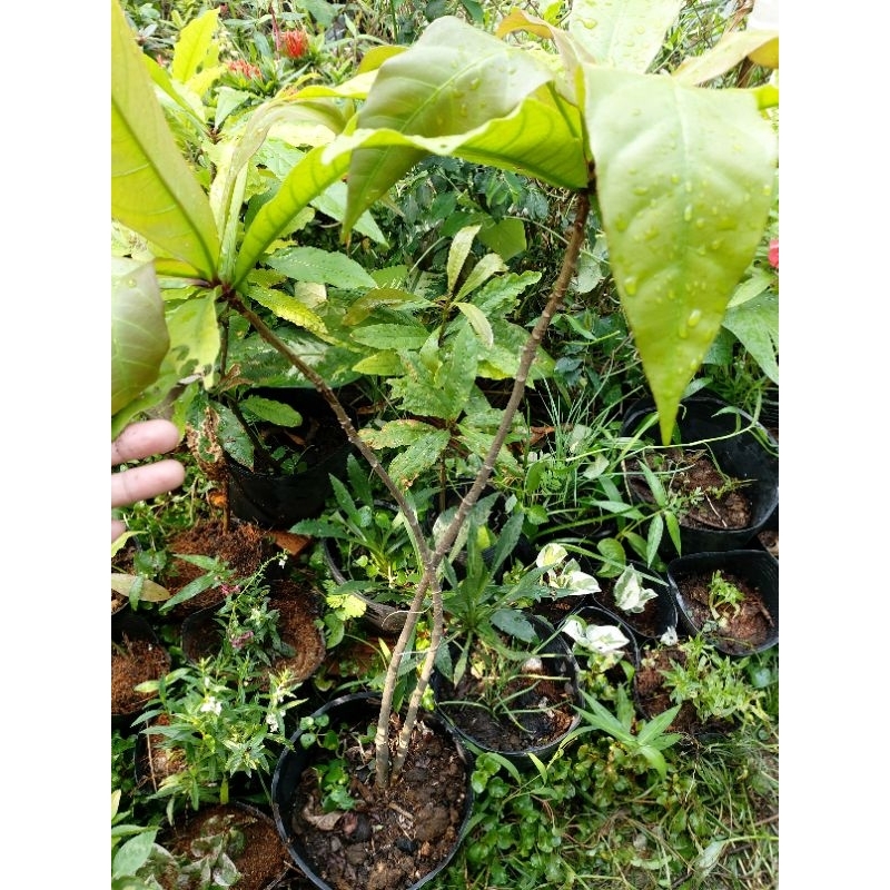 Chậu 1 gốc 2 thân cây hoa Lộc vừng trắng thơm lừng