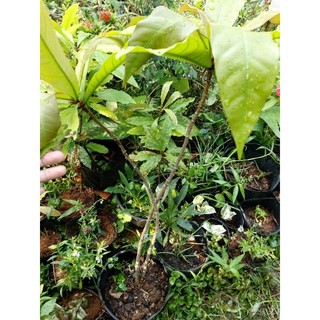 Chậu 1 gốc 2 thân cây hoa Lộc vừng trắng thơm lừng
