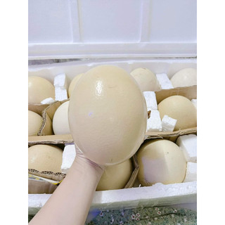Trứng Đà Điểu Trung tâm giống đà điểu Khatoco tốt cho sức khỏe