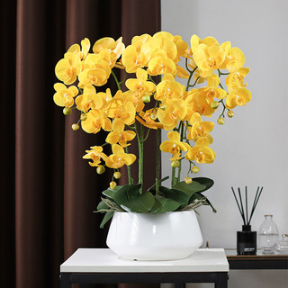 Cây giống hoa hồ điệp đại đủ màu hoa cho khách chọn