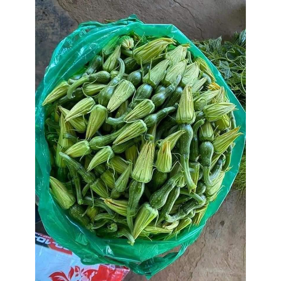 HẠT GIỐNG BÍ NGÔ SIÊU NGỌN VÀ NỤ *GÓI 10 HẠT