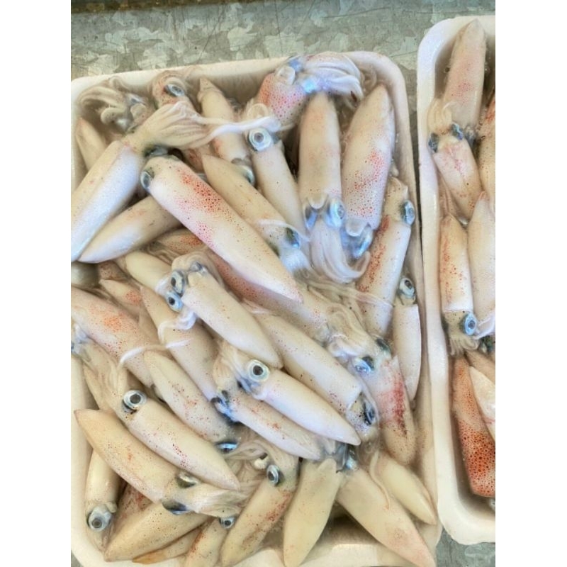 -Mực Sữa cấp đông tại tàu- tươi ngon, rã không hao - khay 500gr