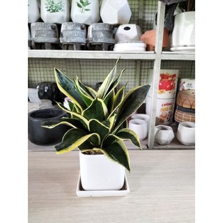 Cây lưỡi hổ thái (nhiều kích cỡ)