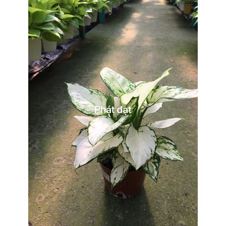 Vạn lộc trắng lớn