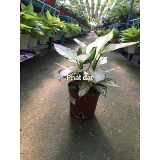 Vạn lộc trắng lớn