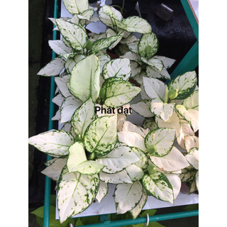 Vạn lộc trắng lớn