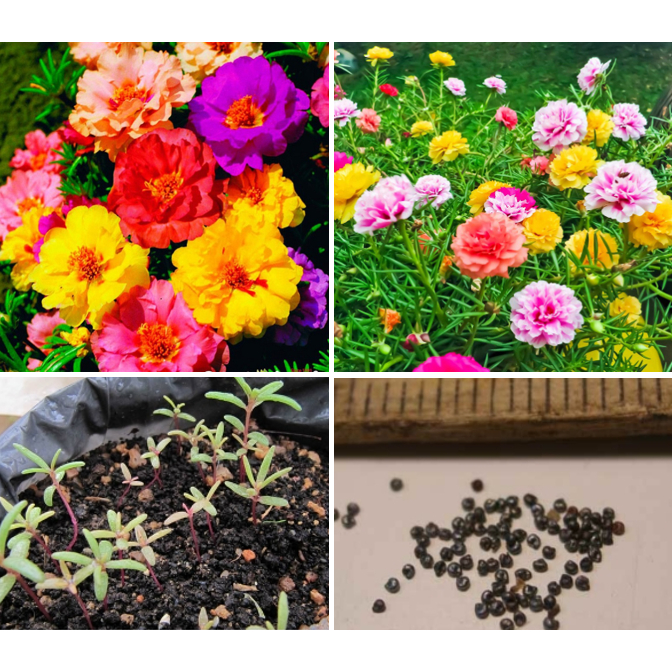 Hạt Giống Hoa Mười Giờ Mỹ Kép (Gói 200 Hạt) -[Hoa đẹp, Nở nhiều - Dễ Trồng, Lâu Phai]