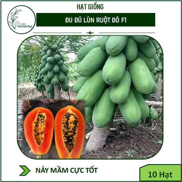 Hạt Giống Đu đủ Lady Ruột Đỏ F1