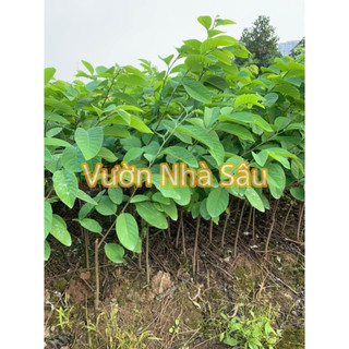 Cây Na Sầu Riêng khổng lồ