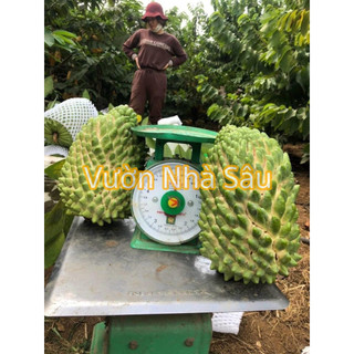 Cây Na Sầu Riêng khổng lồ