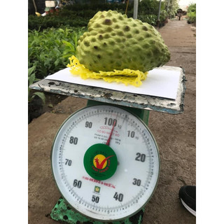 Cây Na Sầu Riêng khổng lồ