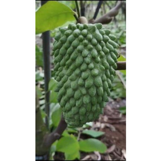 Cây Na Sầu Riêng khổng lồ