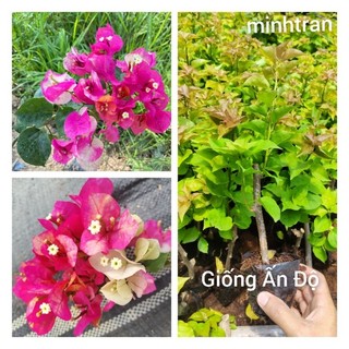 Cây giống hoa giấy Ấn Độ đổi màu, thích hợp trồng sân vườn, cổng rào, bon sai