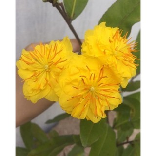 Cây Mai Cúc thọ hương ( cao 20-45cm )