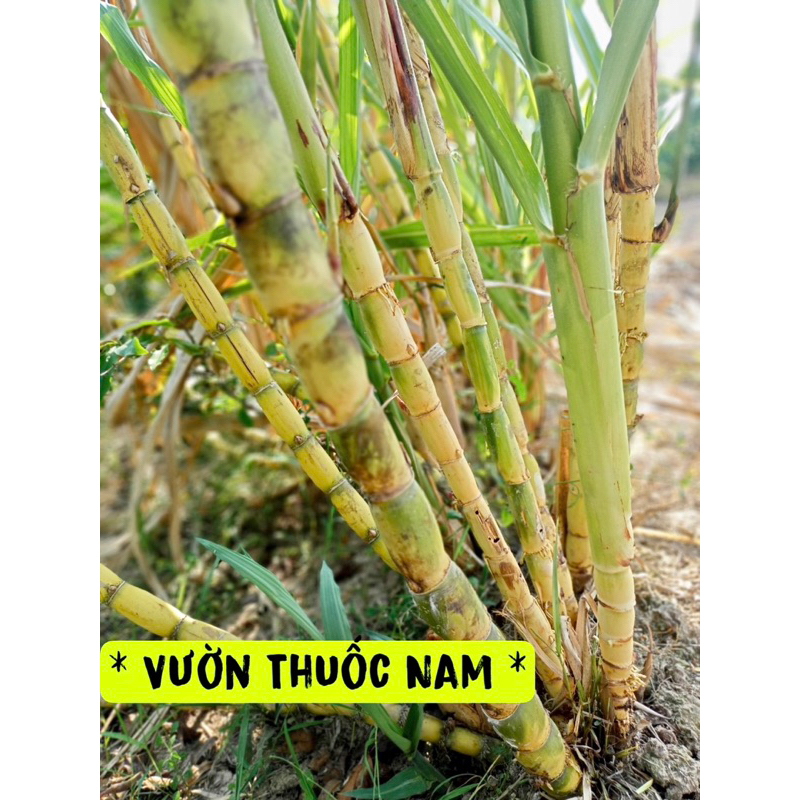 combo 5 hom mia tây làm giống ,5 hom mía vàng từ 25 đến 40 cm làm giống