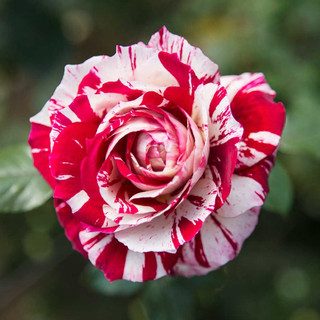 Hoa hồng bụi Julio Ignesias rose - màu sắc độc đáo