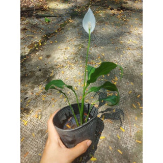 Cây Lan Ý bầu đất