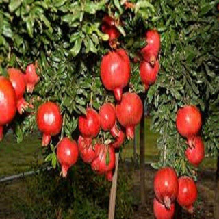 Cây giống Lựu lùn đỏ ai cập(giống siêu tốt)