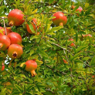 Cây giống Lựu lùn đỏ ai cập