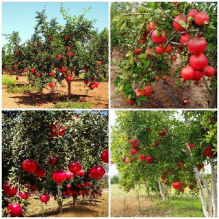 Cây giống Lựu lùn đỏ ai cập(giống siêu tốt)