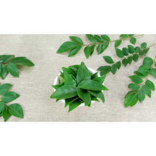 Chậu Cây cà ri cây đẹp(giống siêu tốt)