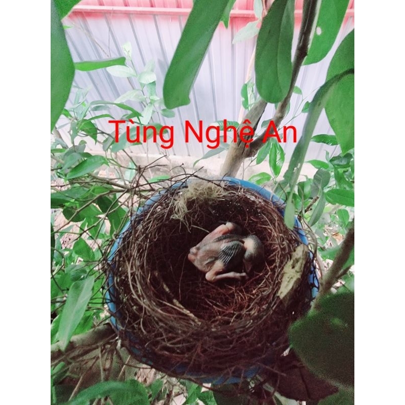 Tổ Chim kích đẻ