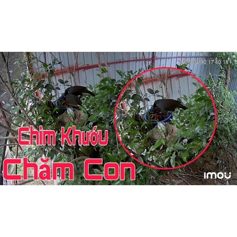 Tổ Chim kích đẻ