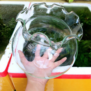 Bể cá mini thủy tinh miệng bèo, chậu cá/hồ cá mini để bàn nhỏ gọn, giá rẻ
