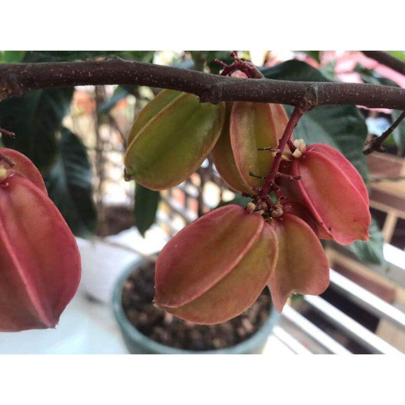 Cây giống khế 3 màu(giống siêu tốt)