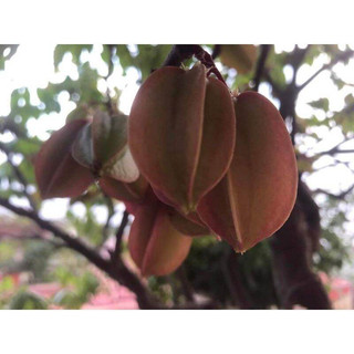 Cây giống khế 3 màu(giống siêu tốt)