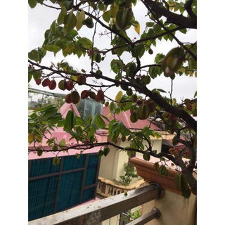 Cây giống khế 3 màu(giống siêu tốt)