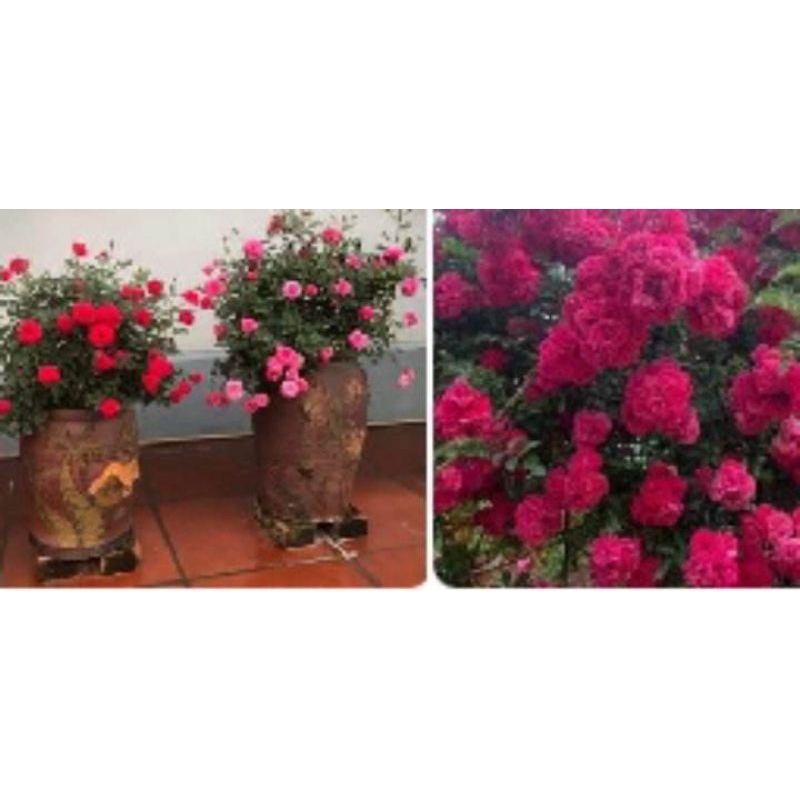 cây hoa hồng đỏ chùm cây bán leo (vừa là leo vừa là bụi)