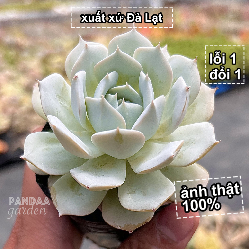 Sen Đá Ngọc Trinh Lá Ngắn Size 6-8cm Giống Mới, Cây Khoẻ Đẹp Đã Thuần Khí Hậu, Sen Đá Vườn PANDAA GARDEN Lỗi 1 Đổi 1