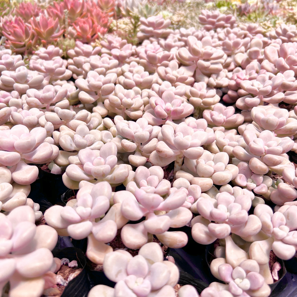 Sen Đá Sỏi Hường Size 6-8cm Cây Khoẻ Dễ Chăm Trồng, Sen Đá Vườn PANDAA GARDEN Đã Thuần Khí Hậu, Lỗi 1 Đổi 1