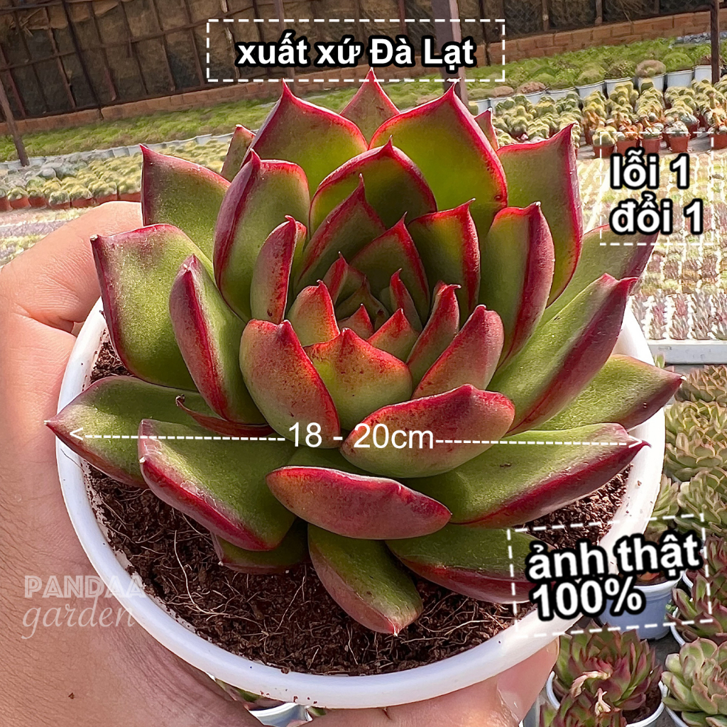 Sen Đá Ếch lửa Đỏ Giống Mới Size Trung 8-10cm Đã Thuần Khí Hậu, Sen Đá Size Trung Vườn PANDAA GARDEN Lỗi 1 Đổi 1
