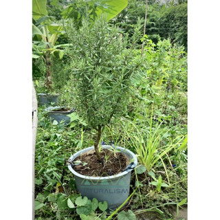Cây Hương Thảo Tree | Rủ gốc già size lớn cao 60-80cm Rosemary