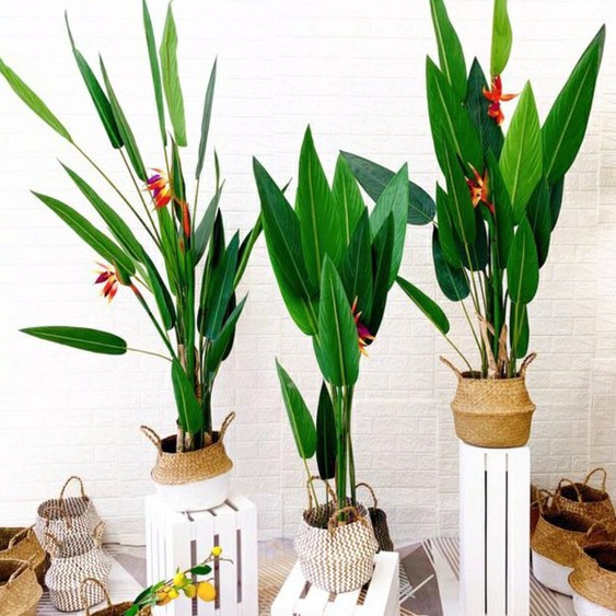 Cây giả cây thiên điểu 1met5 trang trí nhà cửa