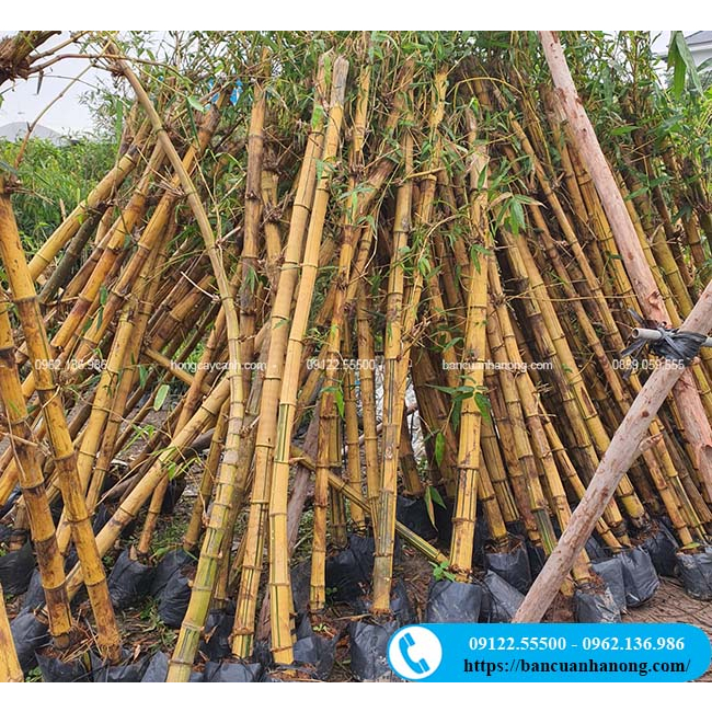 Cây tre ngà cao 2m