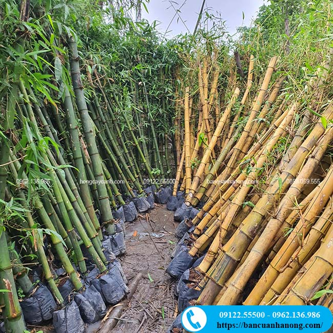 Cây tre ngà cao 2m