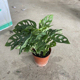 Trầu bà lá xẻ size để bàn, tán xum xuê