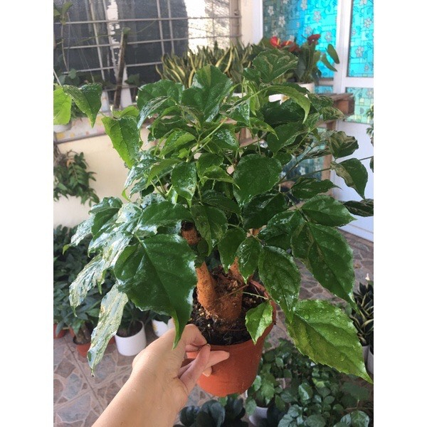 Cây hạnh phúc cao để bàn