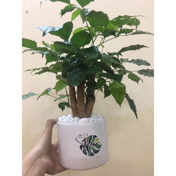 Cây hạnh phúc cao để bàn