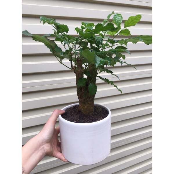 Cây hạnh phúc cao để bàn