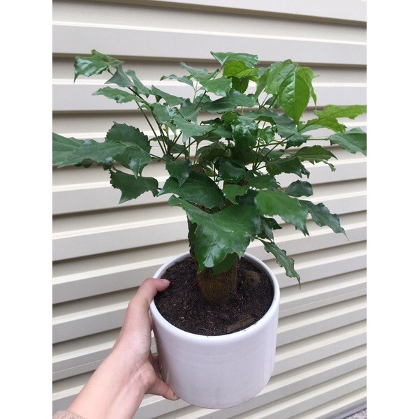 Cây hạnh phúc cao để bàn