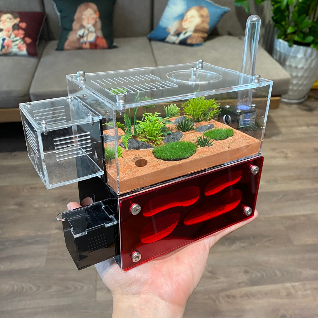 Hộp Nuôi Kiến, Nhà Cho Kiến, Tank Kiến S01