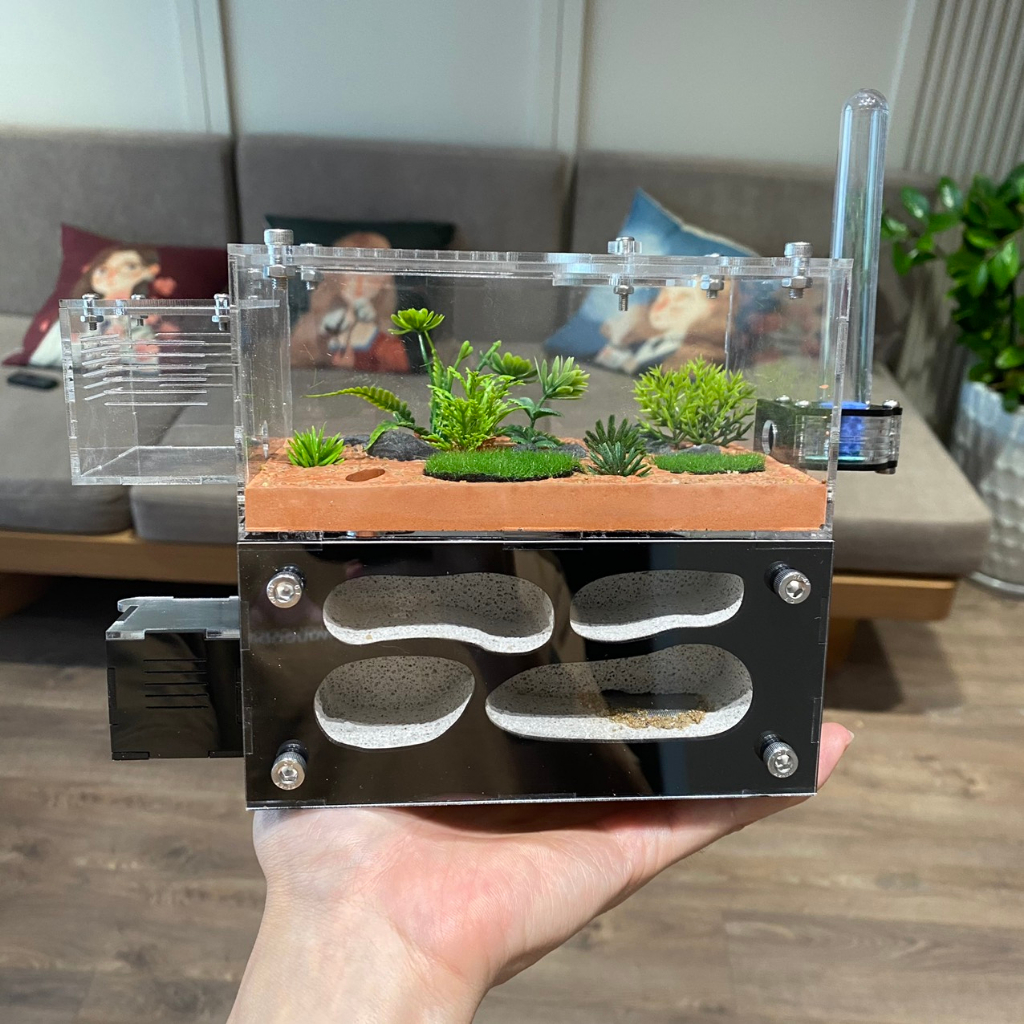 Hộp Nuôi Kiến, Nhà Cho Kiến, Tank Kiến S01