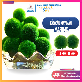 Tảo cầu marimo - Tảo cầu may mắn - Bóng rong biển - Trang trí bể thủy sinh - Bể tép cảnh - Tép xinh aqua